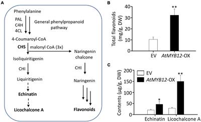 Metabolic engineering to enhance the accumulation of bioactive flavonoids licochalcone A and echinatin in Glycyrrhiza inflata (Licorice) hairy roots